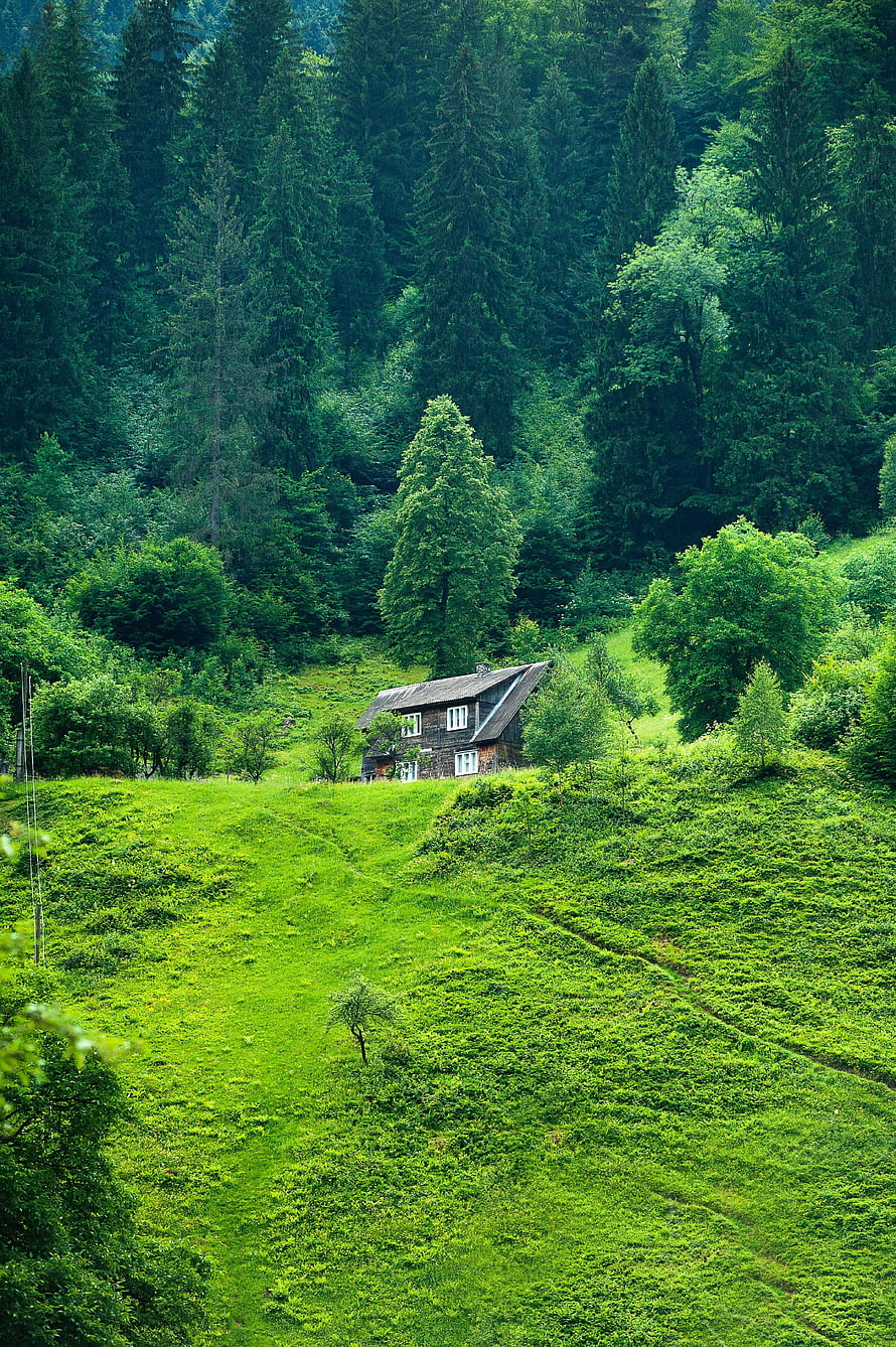 Secluded wooden cabin nestled in a lush green meadow surrounded by dense coniferous forest HD phone wallpaper