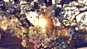 Sunlit Cherry Blossom Branches in Full Spring Bloom HD wallpaper