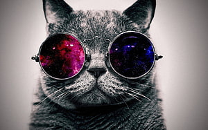Hippie Cat Wearing Round Galaxy Nebula Lenses in Black and White Portrait HD wallpaper