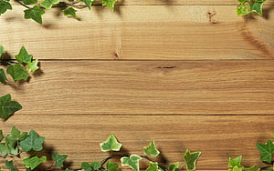 Rustic Wooden Plank Surface Framed by Fresh Green Ivy Leaves HD wallpaper
