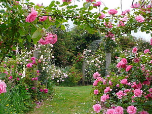Lush English Rose Garden Pathway With Pink Climbing Roses And Wrought Iron Arch HD wallpaper