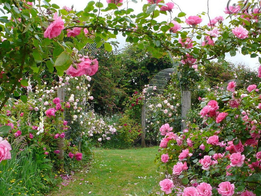 Lush English Rose Garden Pathway With Pink Climbing Roses And Wrought Iron Arch HD wallpaper