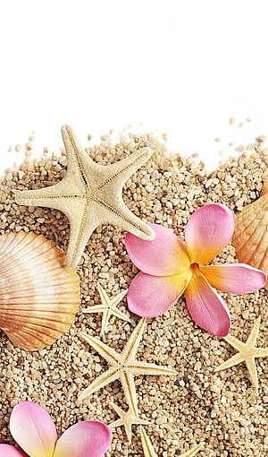 Tropical Beach Still Life with Starfish, Seashells, and Pink Plumeria Flowers on Sand HD phone wallpaper