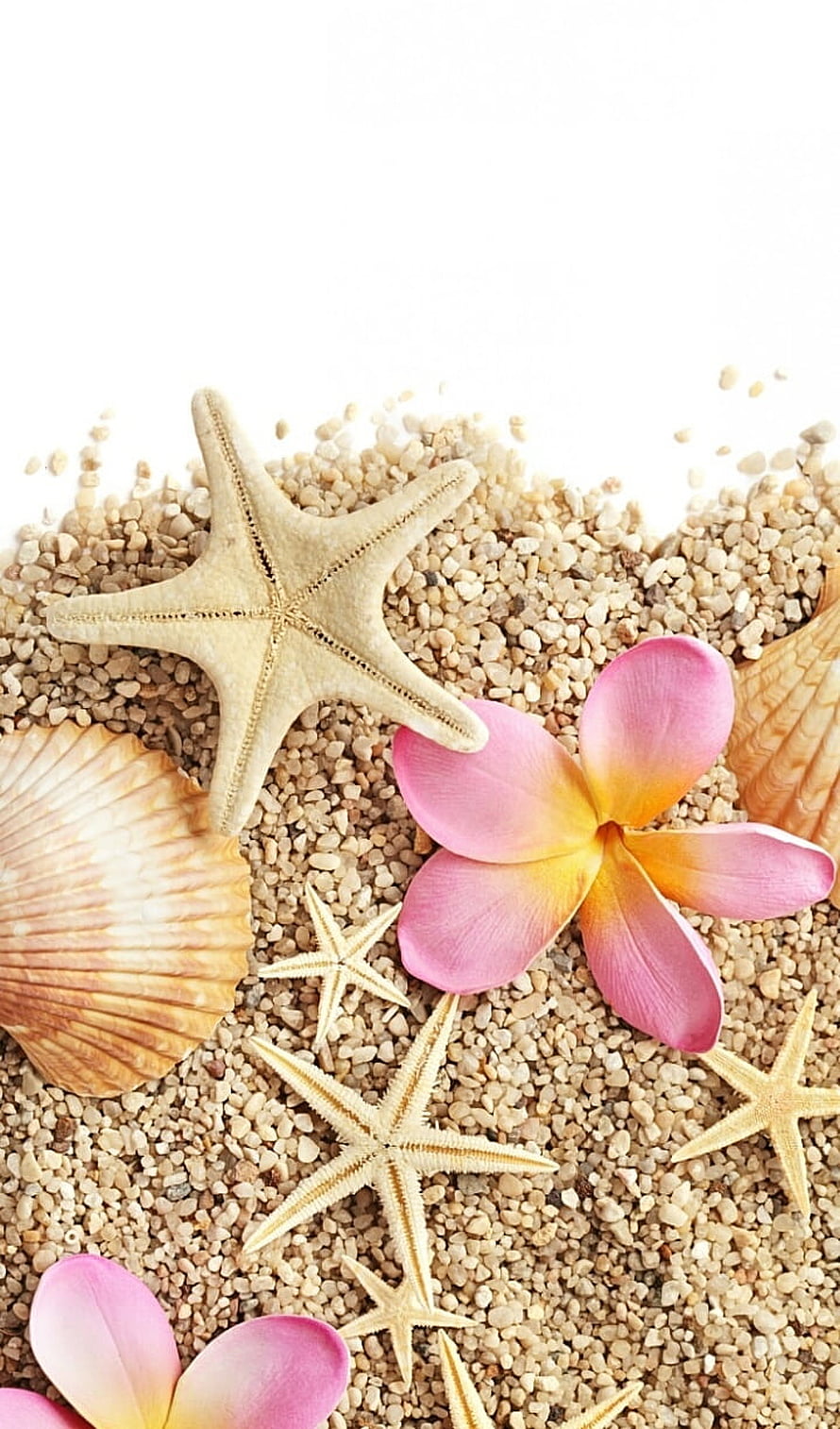 Tropical Beach Still Life with Starfish, Seashells, and Pink Plumeria Flowers on Sand HD phone wallpaper