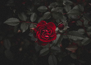 Deep Crimson Rose in Full Bloom Against Dark Foliage HD wallpaper