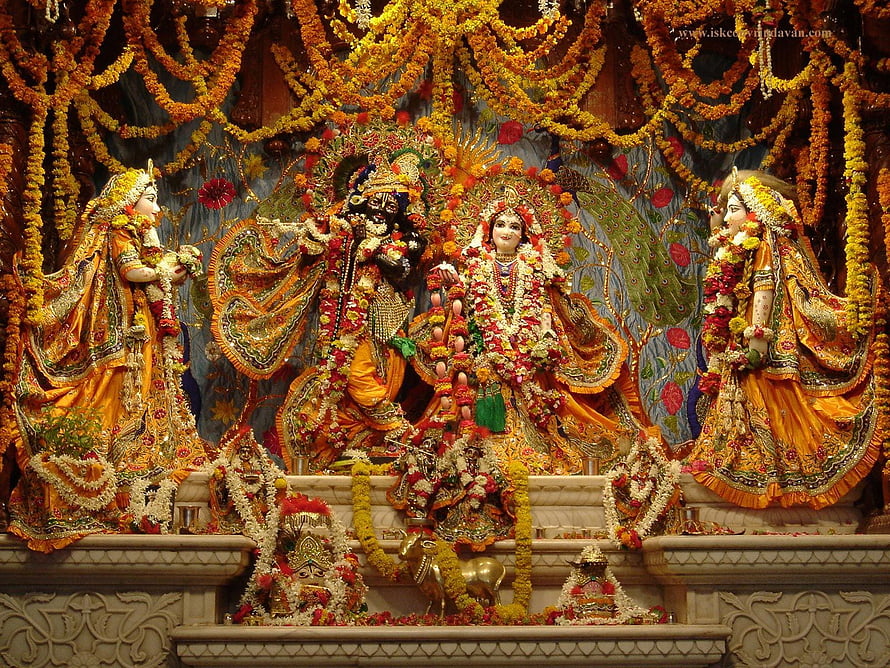ISKCON Krishna and Radha Temple Deities Adorned in Marigold Garlands and Gold Silks HD wallpaper