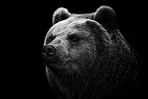 Dramatic Black and White Portrait of a Grizzly Bear Head in Profile HD wallpaper