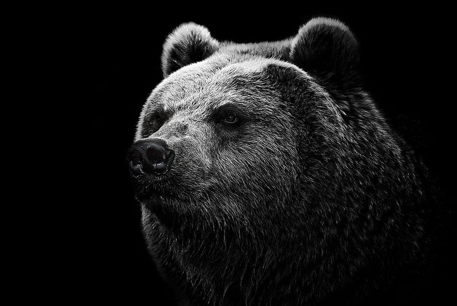 Dramatic Black and White Portrait of a Grizzly Bear Head in Profile HD wallpaper