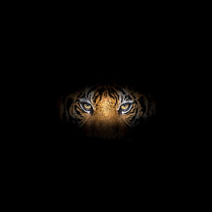 Close-up tiger face emerging from darkness with intense glowing eyes HD phone wallpaper