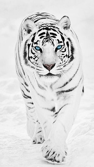 Majestic White Tiger Walking Through Snowy Landscape With Striking Blue Eyes HD phone wallpaper
