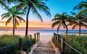 Tropical Beach Boardwalk at Sunset with Palm Trees and Ocean Horizon HD wallpaper