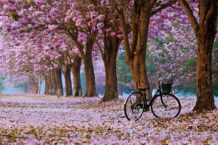 Vintage bicycle parked beneath a canopy of blooming pink trees in a springtime park HD wallpaper