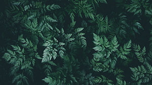 Dark Green Fern Leaves Pattern Nature Background HD wallpaper