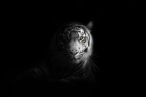 White Tiger Portrait in Dramatic Low-Key Lighting HD wallpaper
