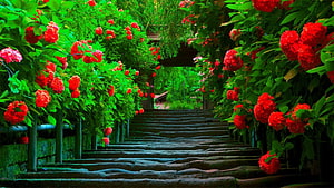 Vibrant Red Flower Garden Pathway With Stone Steps And Lush Green Foliage HD wallpaper