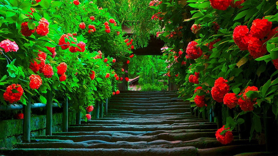 Vibrant Red Flower Garden Pathway With Stone Steps And Lush Green Foliage HD wallpaper