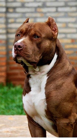 Muscular Brown and White Pitbull Dog Portrait Against Brick Wall HD phone wallpaper