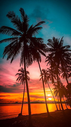 Tropical Palm Tree Silhouettes Against a Vibrant Orange and Teal Sunset Sky HD phone wallpaper