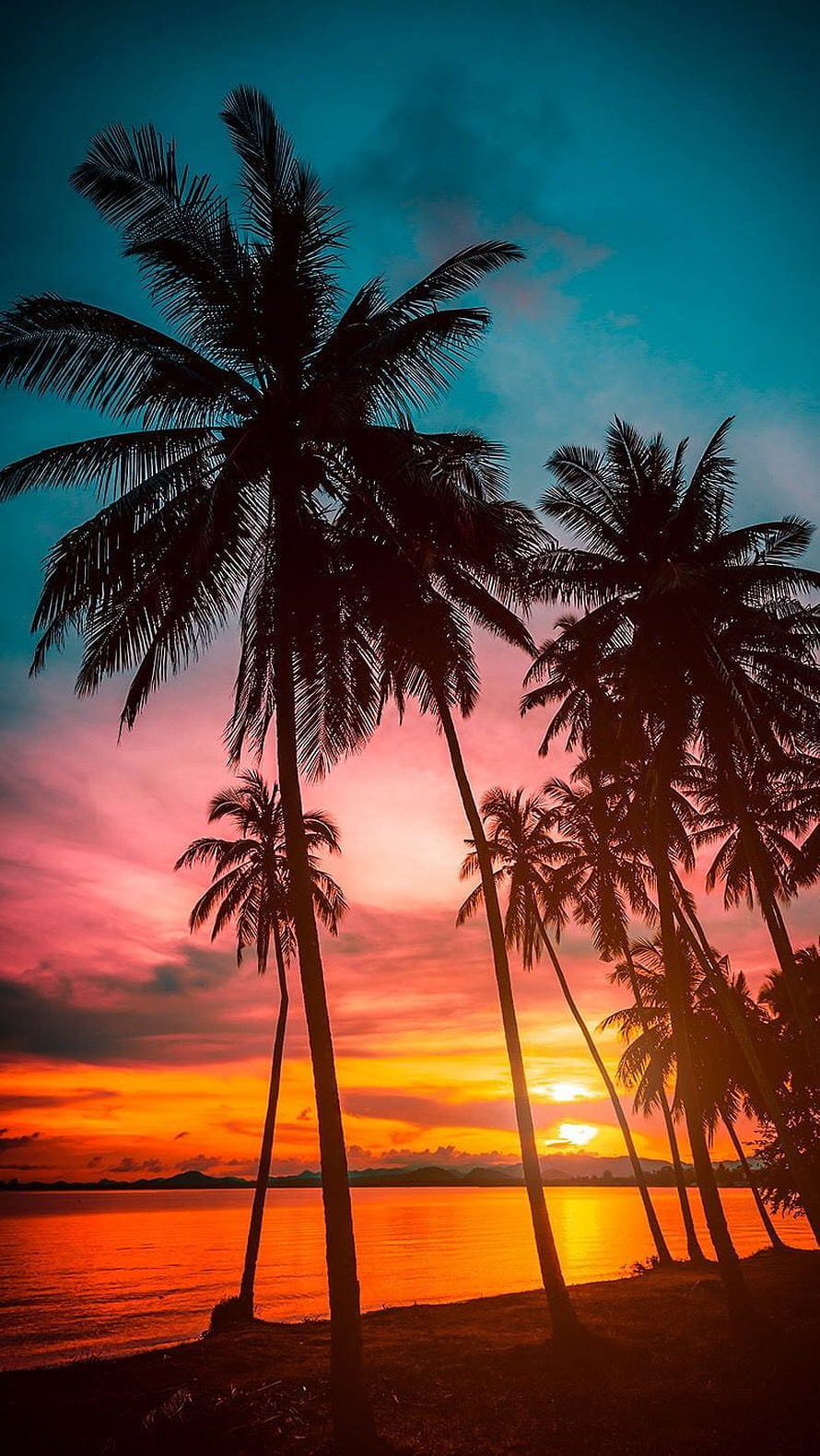 Tropical Palm Tree Silhouettes Against a Vibrant Orange and Teal Sunset Sky HD phone wallpaper