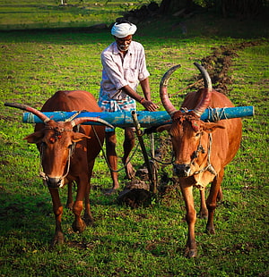 Indian Farmer Ploughing a Green Field with a Pair of Brown Oxen HD phone wallpaper