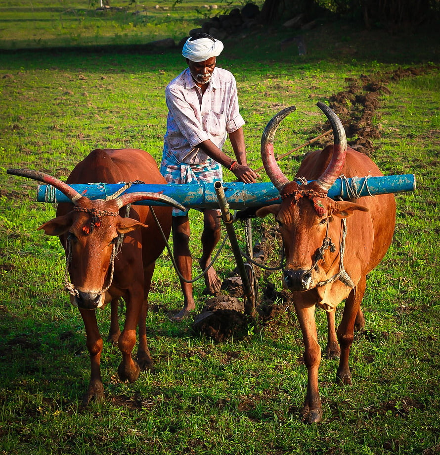 Indian Farmer Ploughing a Green Field with a Pair of Brown Oxen HD phone wallpaper