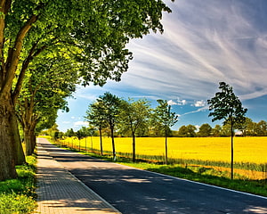 Sunlit Country Road Lined with Trees and Golden Fields Under a Blue Sky HD wallpaper