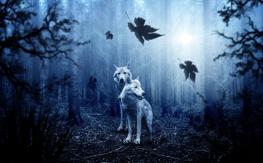 Two White Wolves Standing in a Misty Blue Forest with Falling Leaves HD wallpaper