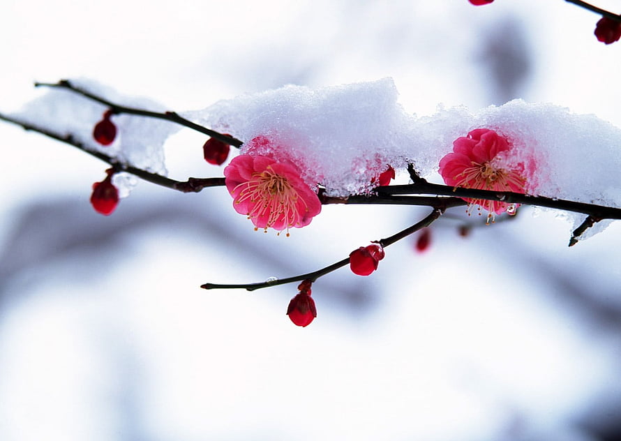 Vibrant Pink Plum Blossoms Blooming on Snow-Covered Branches in Winter HD wallpaper