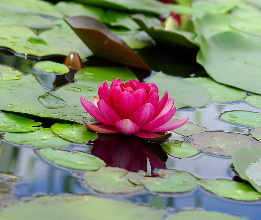 Vibrant Pink Water Lily Blooming on a Serene Pond with Lush Green Pads HD wallpaper