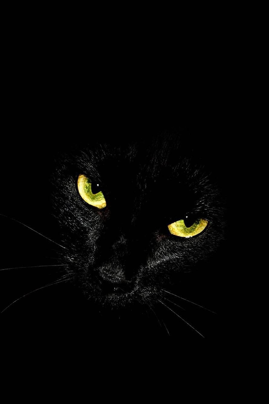 Close-up portrait of a black cat with glowing green eyes emerging from deep darkness HD phone wallpaper