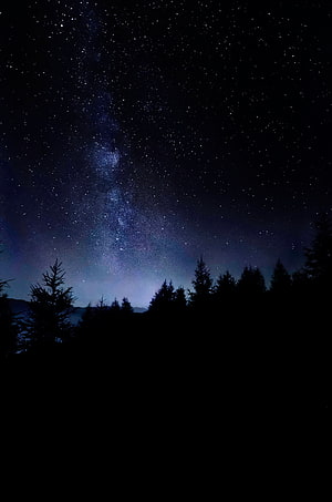 Milky Way Galaxy Arching Over Silhouetted Pine Forest Under a Deep Starry Night Sky HD phone wallpaper