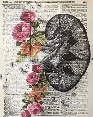 Vintage Anatomical Kidney Illustration on Antique Dictionary Page HD phone wallpaper