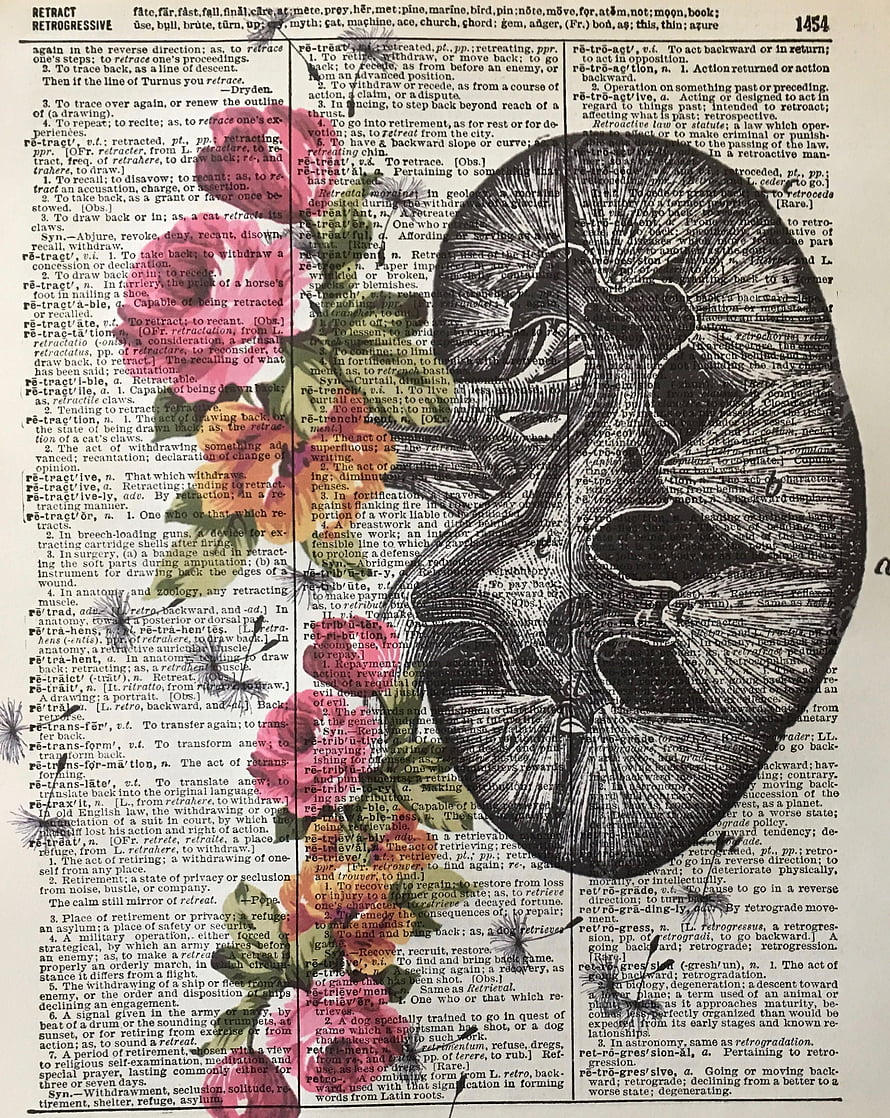 Vintage Anatomical Kidney Illustration on Antique Dictionary Page HD phone wallpaper