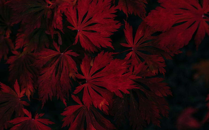 Deep Crimson Japanese Maple Leaves Against a Dark Autumn Background HD wallpaper
