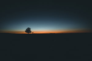 Lone Tree Silhouette Against a Dark Orange Sunset Horizon in Germany HD wallpaper
