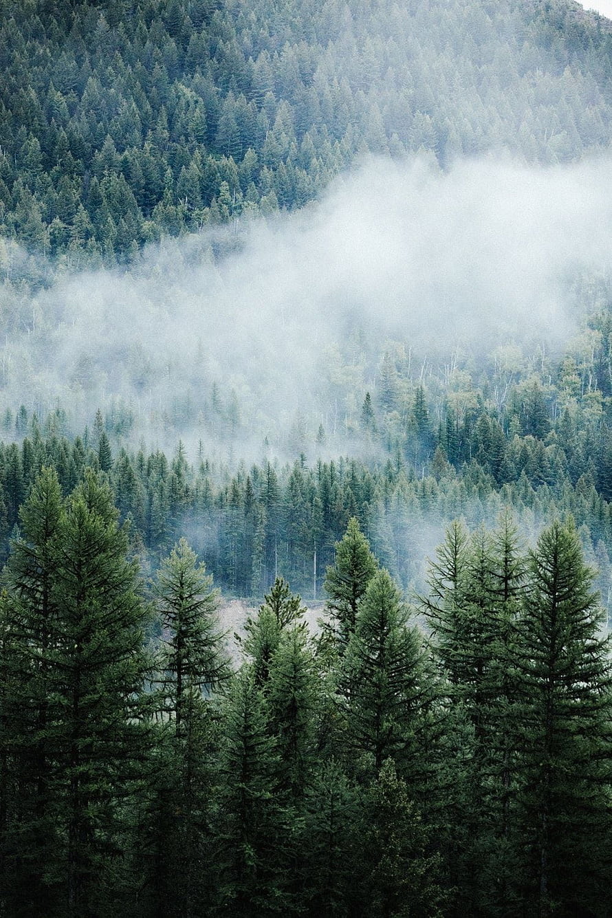 Misty Evergreen Forest Landscape with Low-Hanging Fog and Dense Pine Trees HD phone wallpaper