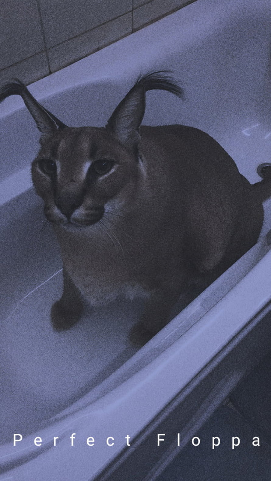 Perfect Floppa Caracal in a Bathroom Tub with Dramatic Blue Lighting HD phone wallpaper