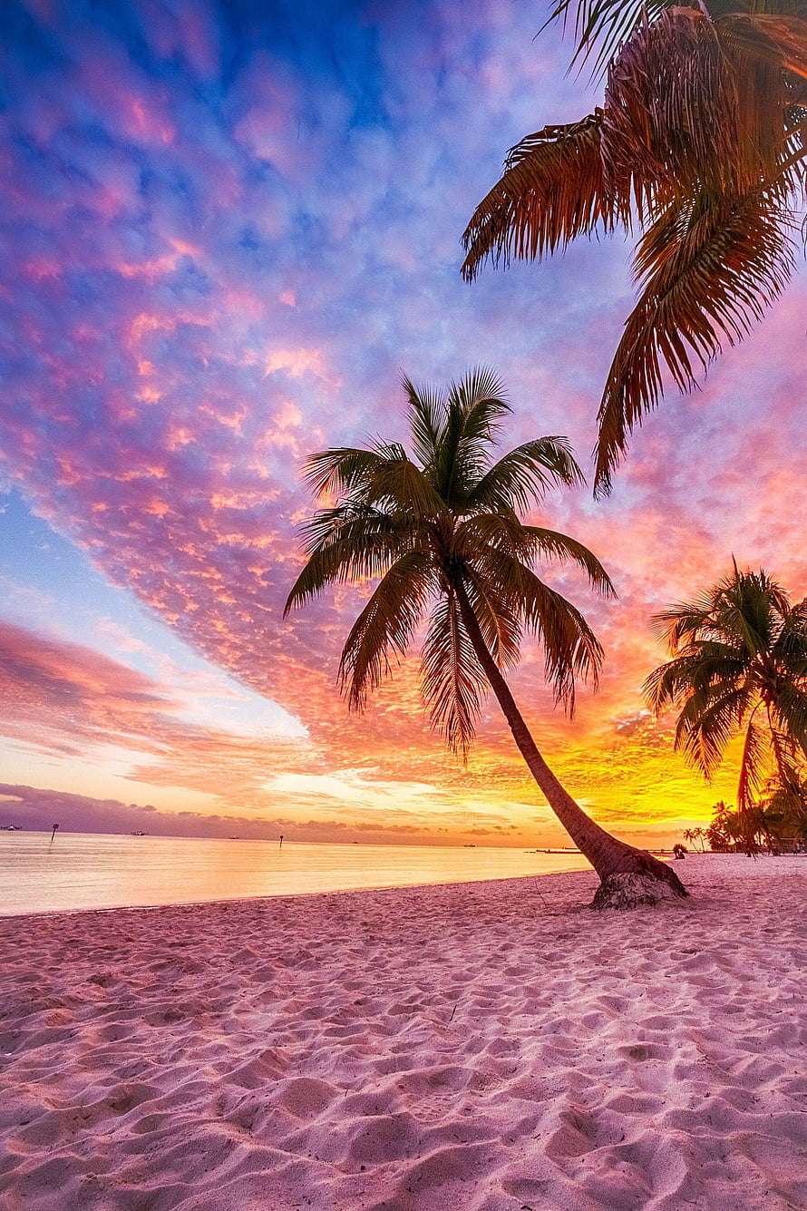 Vibrant Sunset at Clearwater Beach with Leaning Palm Trees and Pink Clouds HD phone wallpaper