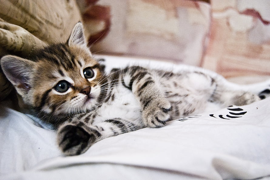 Adorable Striped Kitten Lying on a Soft White Bed Sheet HD wallpaper