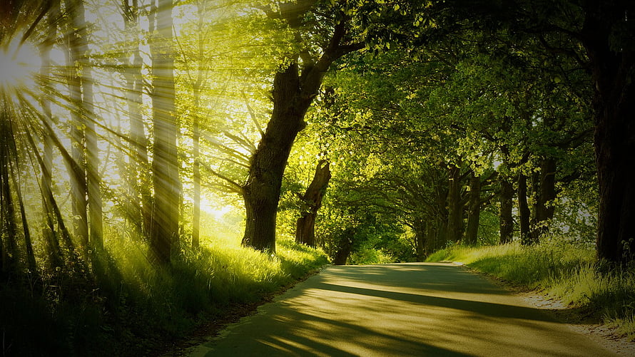 Sunlit Forest Path With Rays Breaking Through Lush Green Canopy HD wallpaper