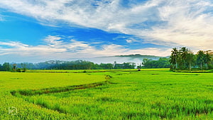 Vibrant Kerala Paddy Fields Under a Bright Blue Sky with Distant Misty Hills HD wallpaper