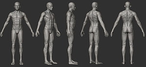 Male 3D Character Model Anatomy Reference Sheet with Multiple View Angles HD wallpaper