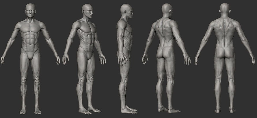 Male 3D Character Model Anatomy Reference Sheet with Multiple View Angles HD wallpaper