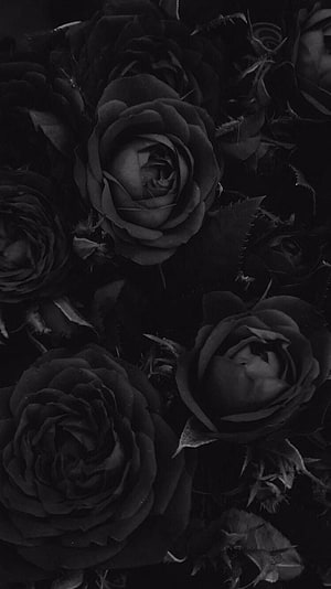 Moody Black Rose Bouquet in Dark Monochrome Aesthetic HD phone wallpaper