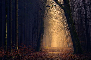 Misty Autumn Forest Path With Golden Sunlight Filtering Through Bare Trees HD wallpaper