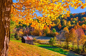 Vermont Autumn Landscape Featuring Rustic Barn and Golden Maple Foliage HD wallpaper