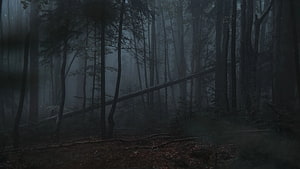 Dark and Gloomy Misty Forest with Tall Trees and Fallen Logs HD wallpaper