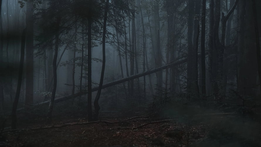 Dark and Gloomy Misty Forest with Tall Trees and Fallen Logs HD wallpaper