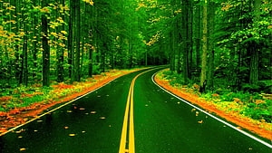 Winding Forest Road With Vibrant Green Foliage And Yellow Center Lines HD wallpaper