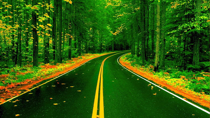 Winding Forest Road With Vibrant Green Foliage And Yellow Center Lines HD wallpaper